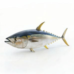 A yellowfin tuna, Thunnus albacares